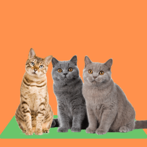 Gatos